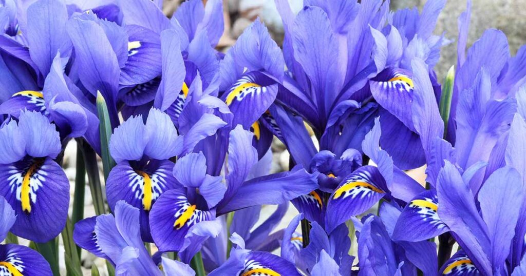 Why are irises an amazing option for home décor?