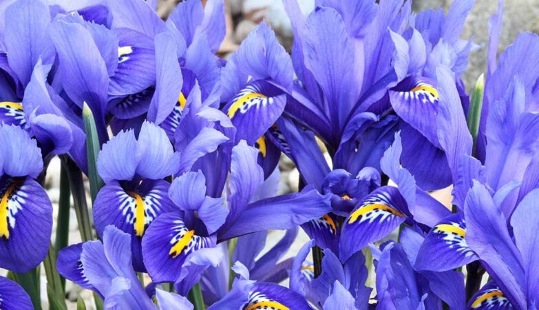 Why are irises an amazing option for home décor?