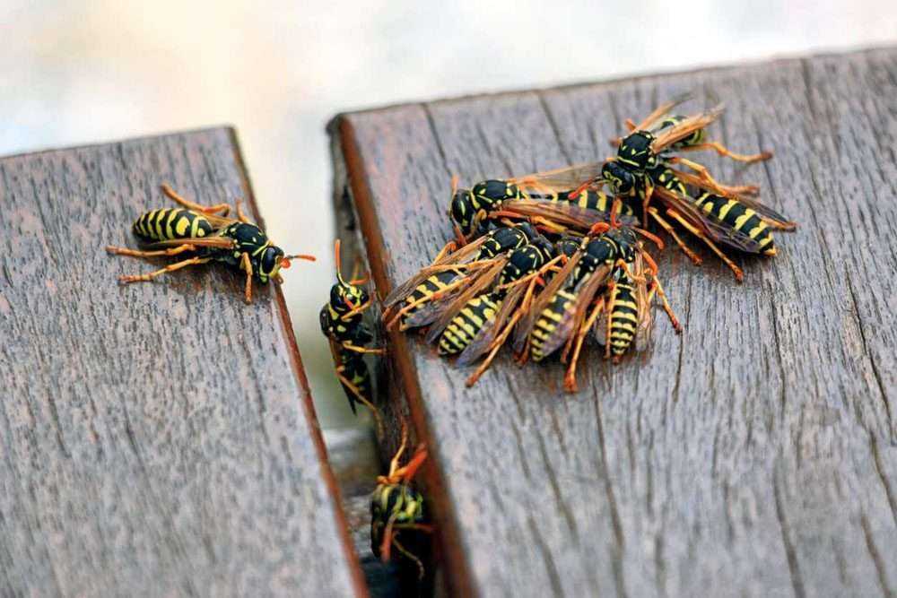 Preventing Wasps To Build Nests Under The Deck